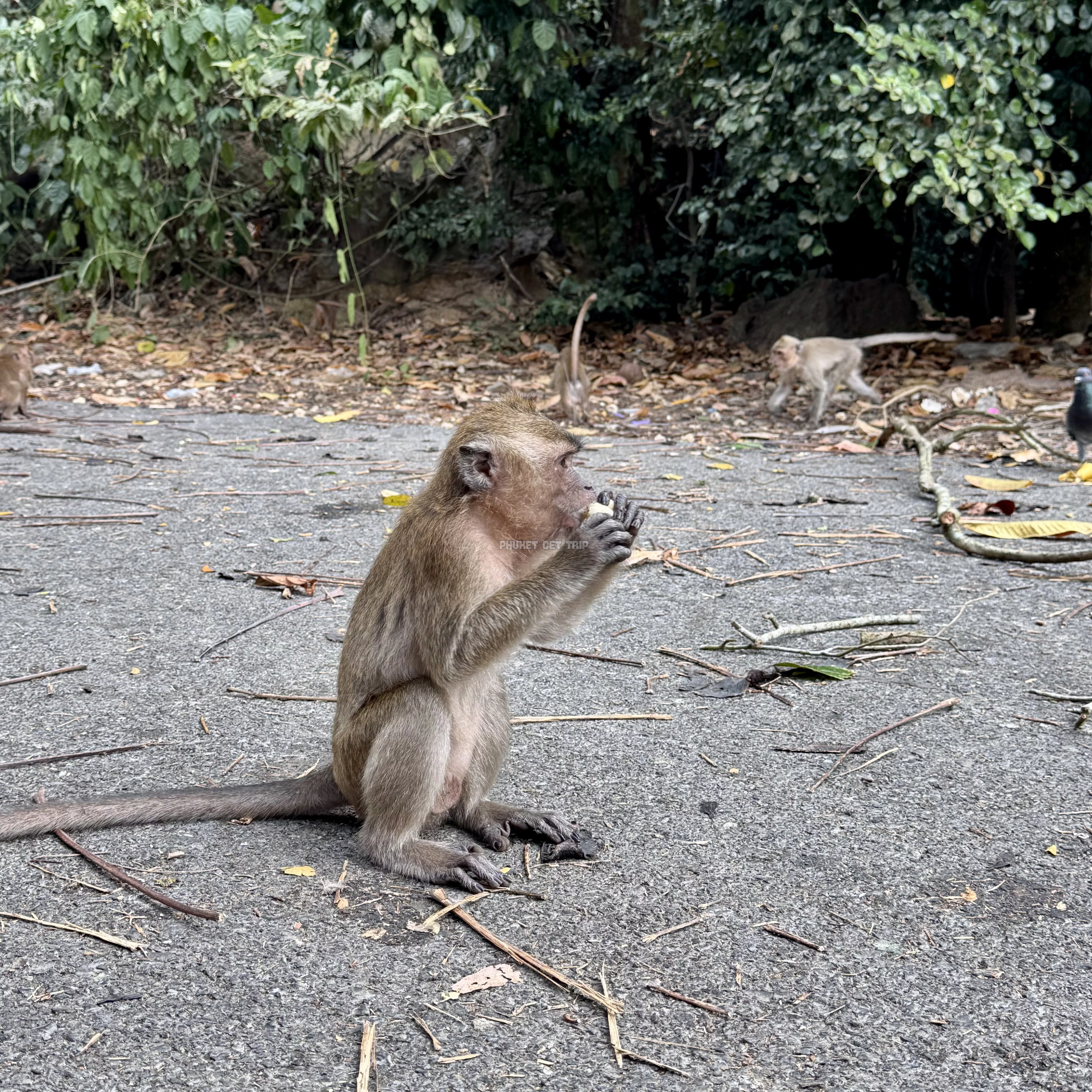 Као Лак + купание со слоном