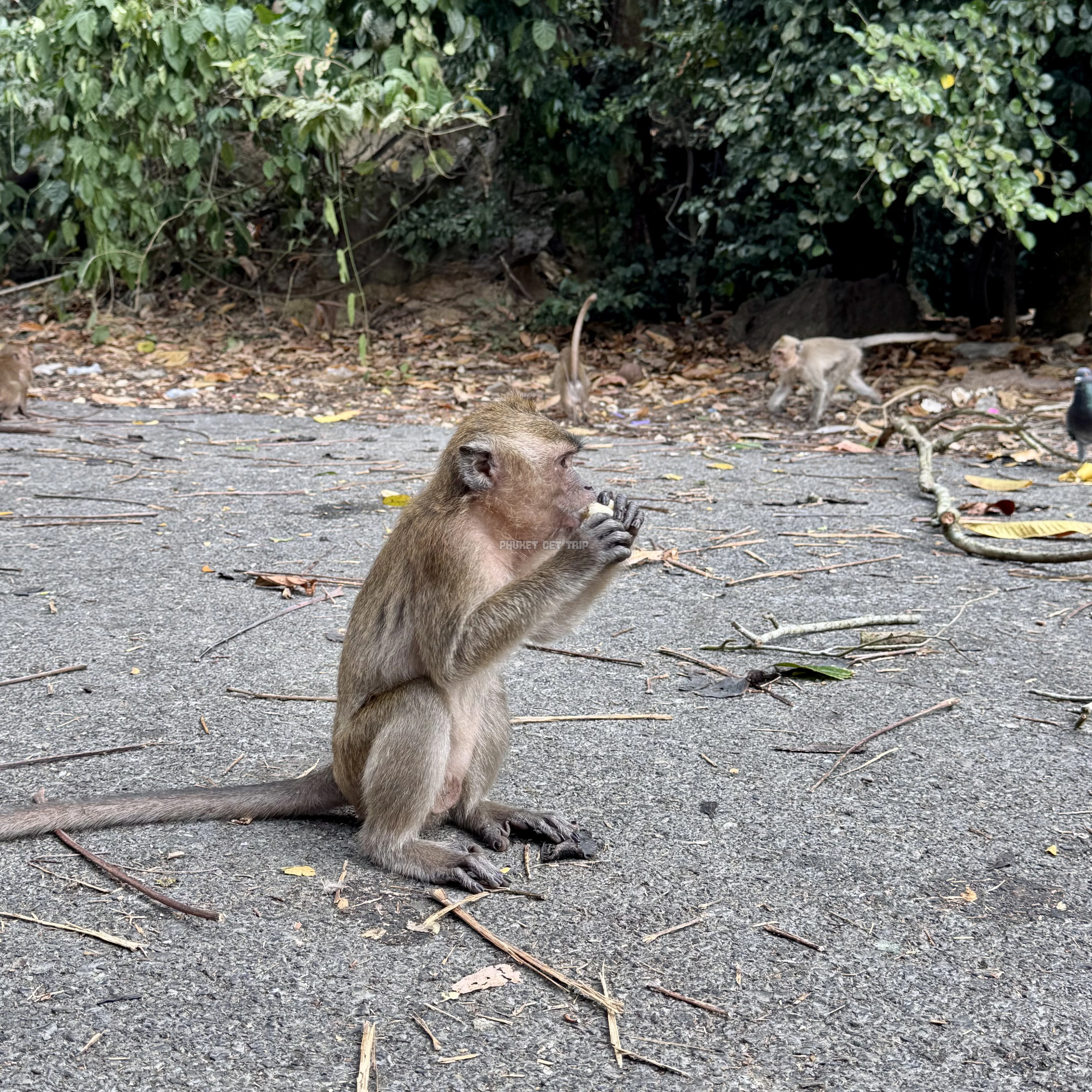 Као Лак + купание со слонов с Пхукета