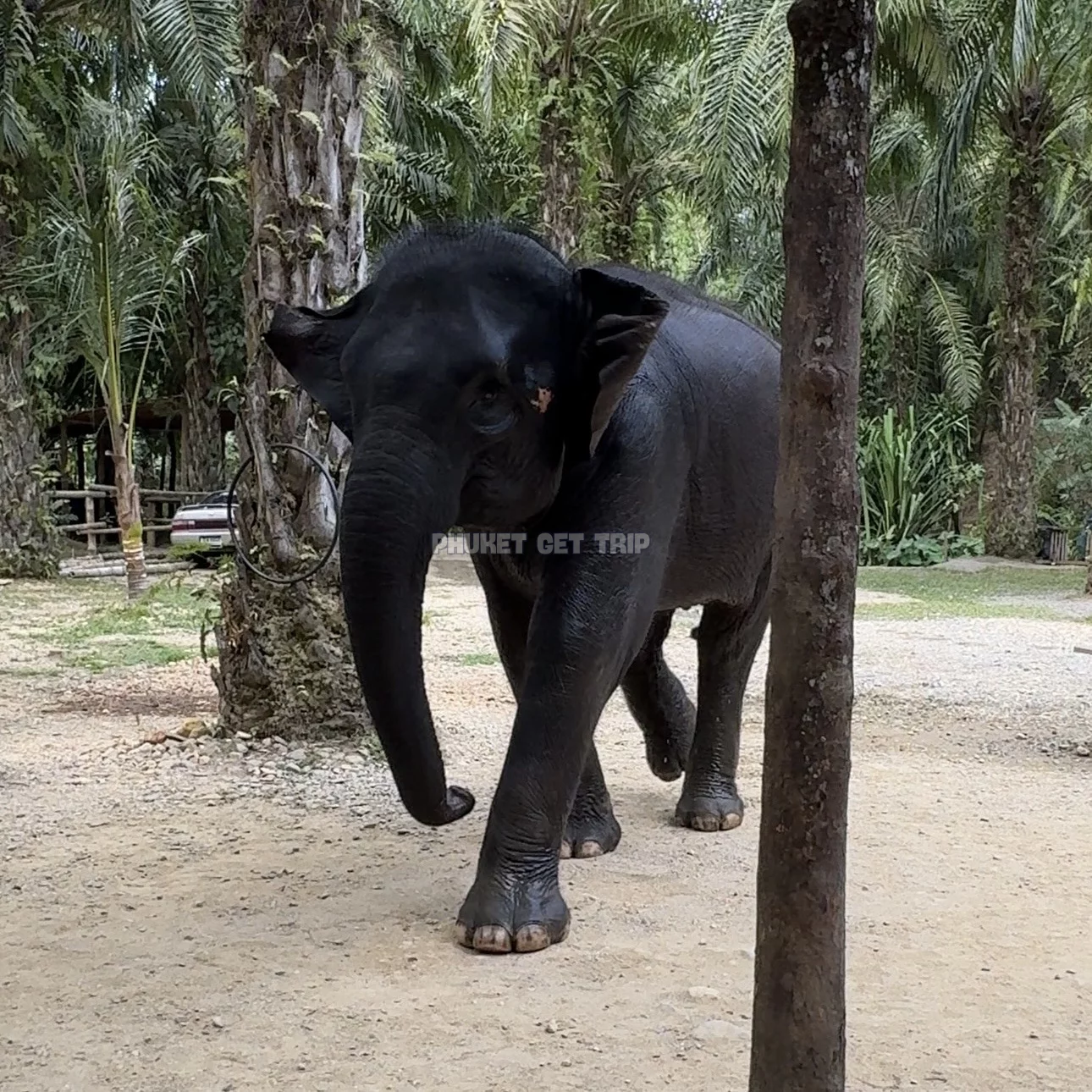 Као Лак + купание со слоном