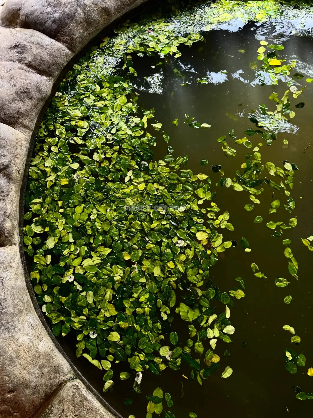 Мантра Форест Спа с Пхукета