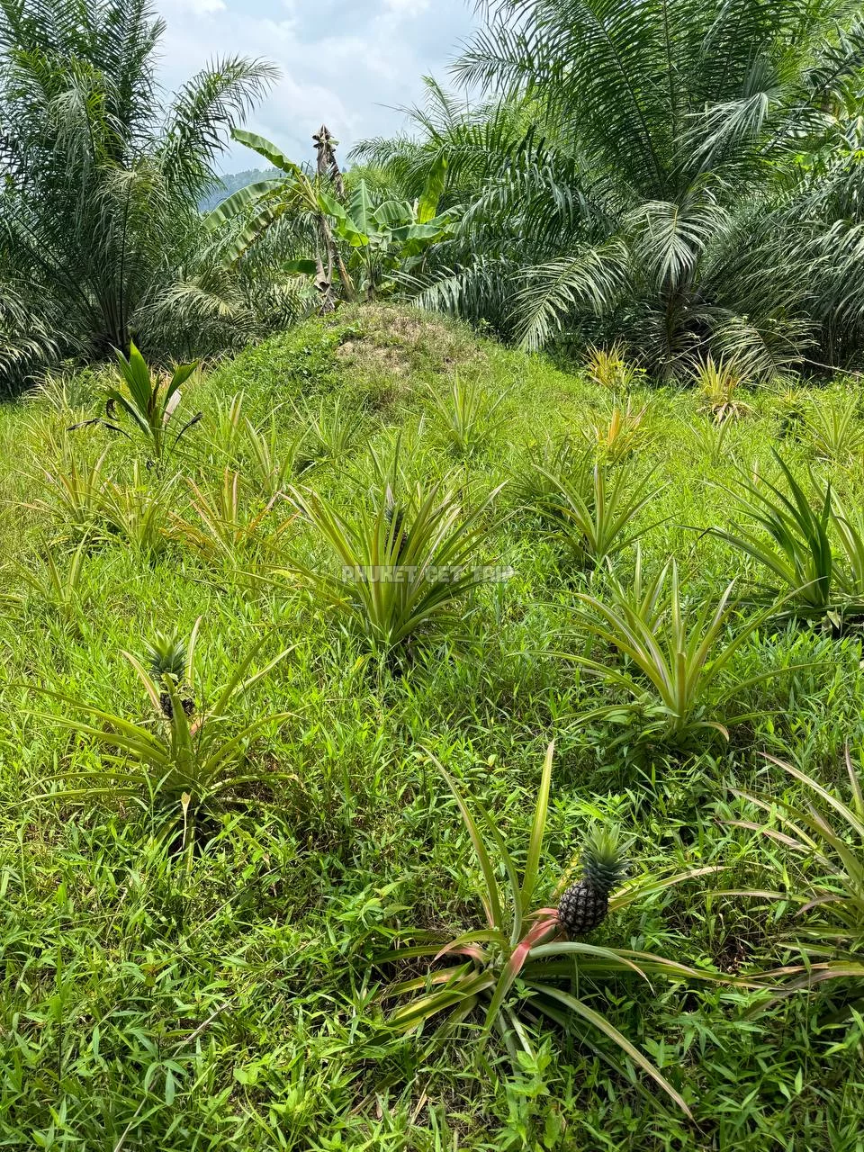 Као Лак + купание слонов из Као Лак