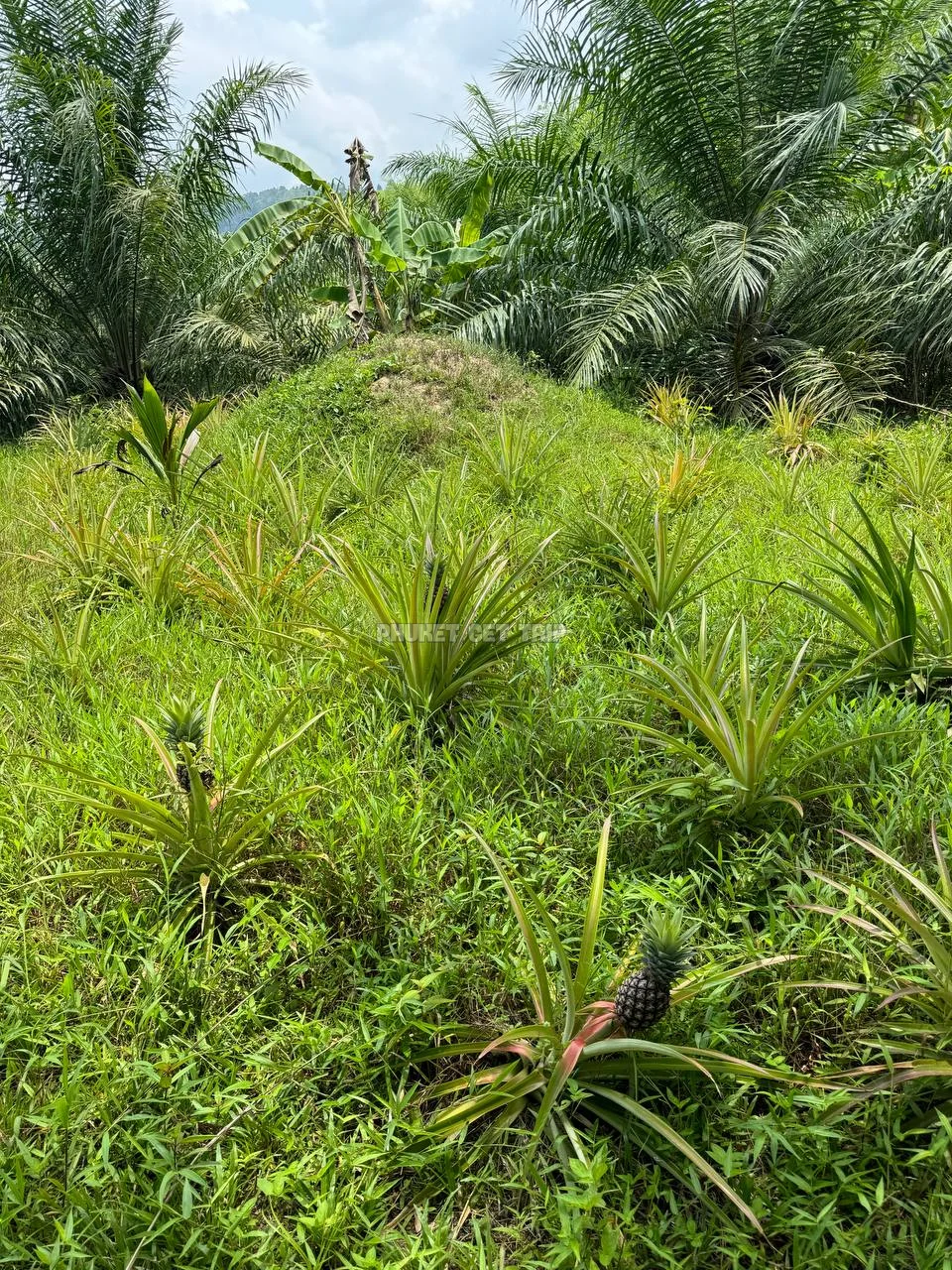 Као Лак + купание со слонов с Пхукета