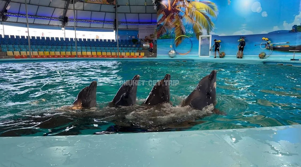 Дельфинарий Немо на Пхукете