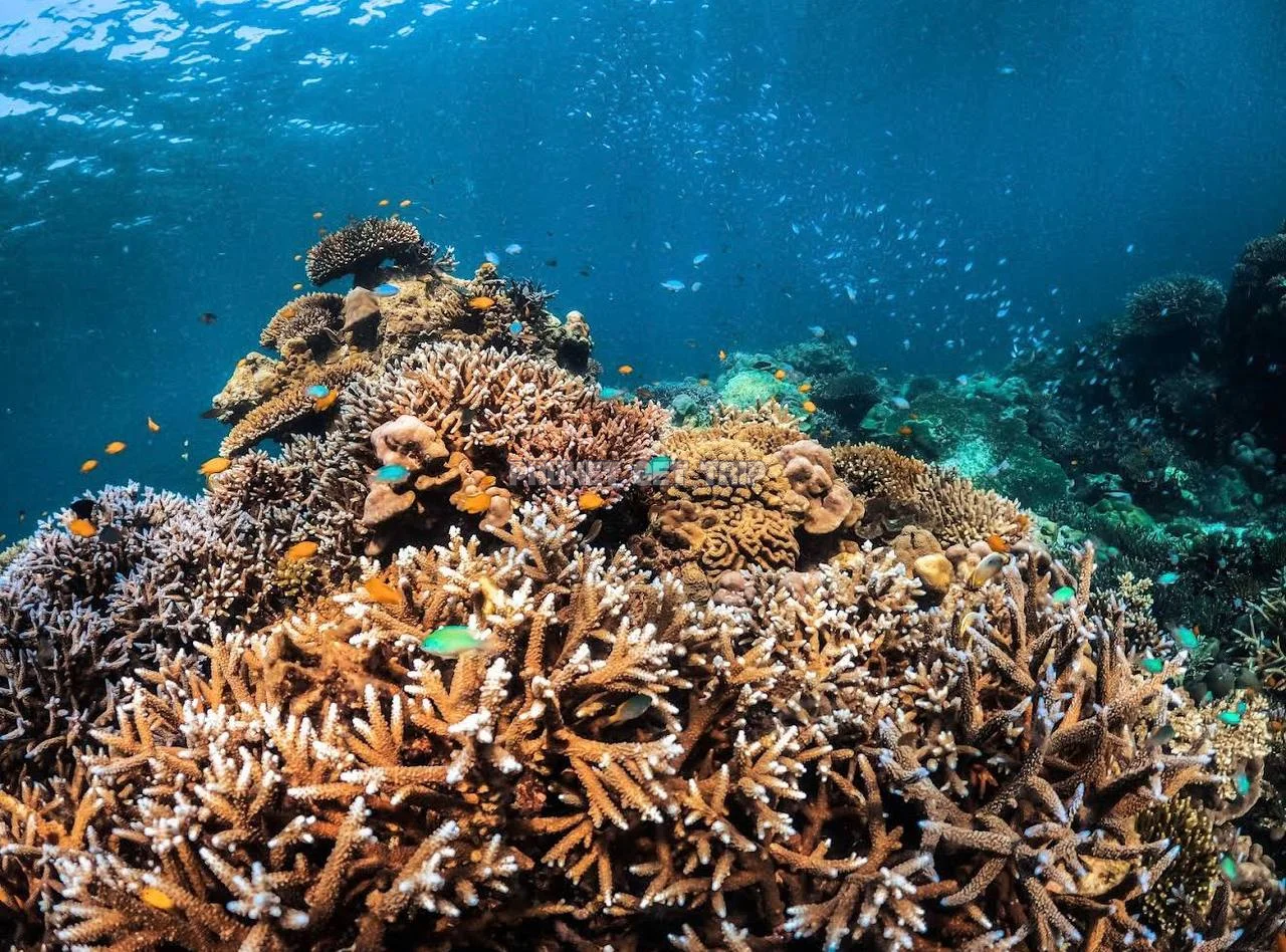 Острова Сурин 2 дня