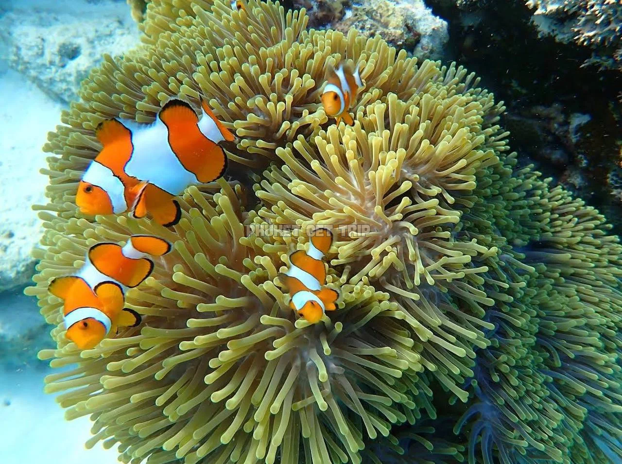 Острова Сурин 2 дня