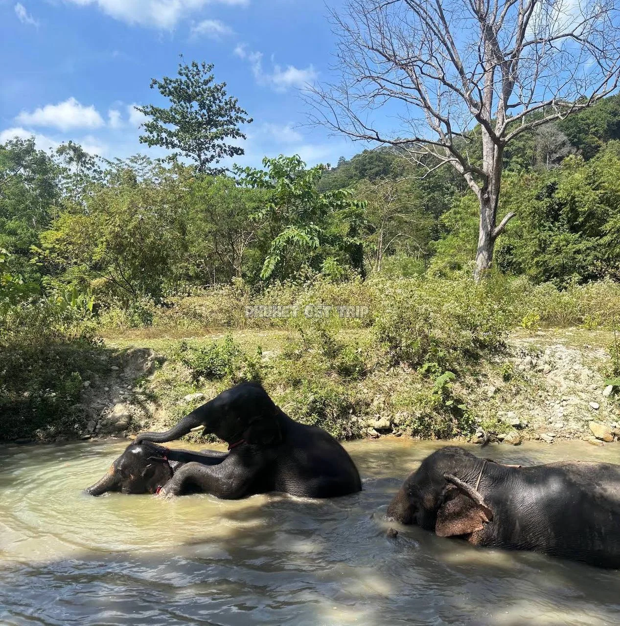 Заповедник слонов на Пхукете