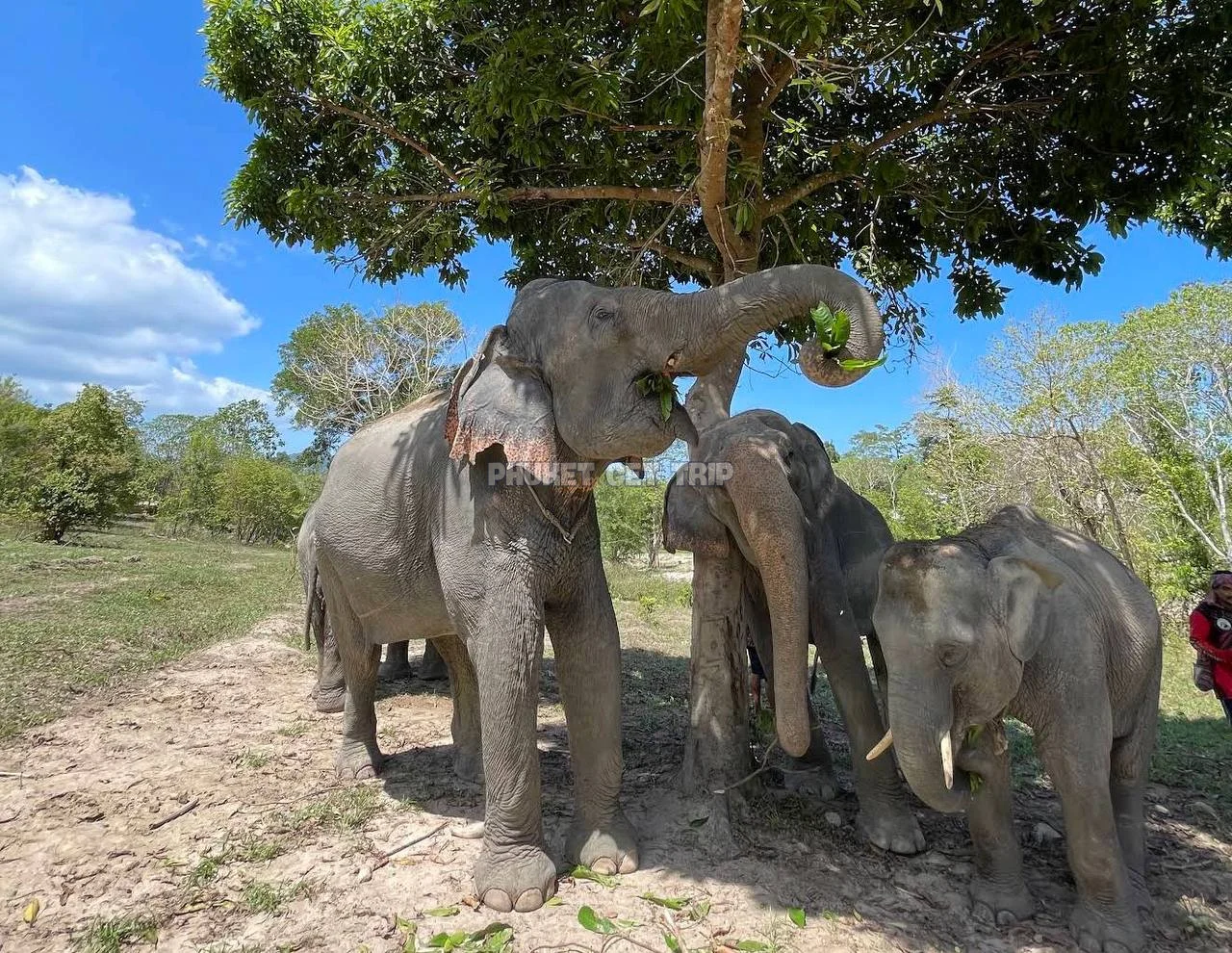 Заповедник слонов на Пхукете