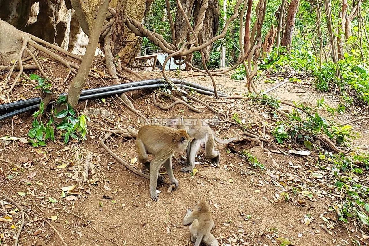 Экскурсия Путь Аватара с Пхукета